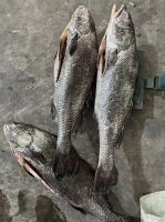 2024 new catch fresh frozen brown croaker gutted miichtys miuuy