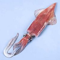 Atlantic Lologo Squid officinalis & Octopus