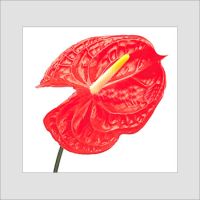 cut flower of anthurium