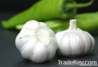 Chinese white garlic