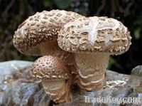 Chinese Shiitake Mushroom