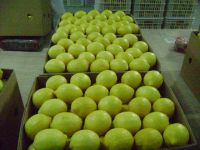 lemon/ fresh lemon/ china lemon/ sichuan lemon