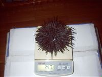 Sea urchin