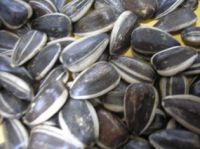 New Crop Sunflower Seeds Suppliers | Sunflower Seed Exporters, | Sunflower Black Seed  | Striped Black Seed | Flowers Seed | Sunflower Kernels