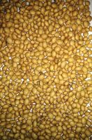 Soybean