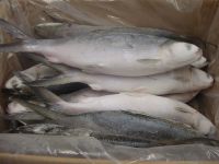 Fresh Frozen Milkfish; Whole Round or Deboned