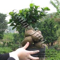 Ginseng Ficus  Bonsai