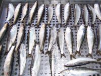 Sardines IQF