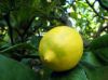fresh eureka  lemon