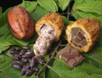 Cacao Bean