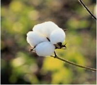 Raw Cotton