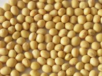 Soybean GMO