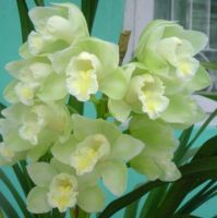 Cymbidium Orchids