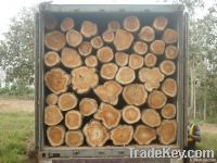 Teak wood rough logs