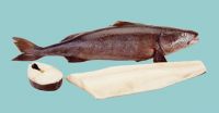 Black Cod Sablefish (anoplopoma fimbria)