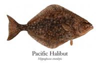 Pacific Halibut (Hippoglossus stenolepis)