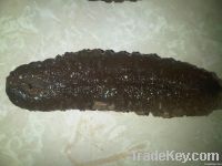 sand fish sea cucumber