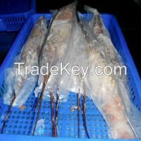 Frozen Lobster Vietnam Supplier