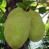 Fresh Vegetables and Fruits, Green Leaves