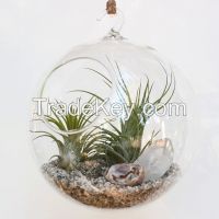 #2060 - Glass orb plant terrarium with round base