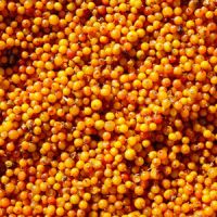 frozen seabuckthorn berries