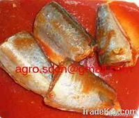 canned mackerel in tomato sauce
