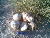 white & brown desert truffles(libya)n