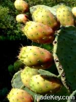 Prickly pear oil