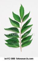 curry leaves