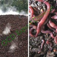 Vermicompost