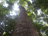 Mahogany (Swietenia Macrophylla)