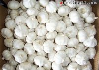 Normal white  garlic