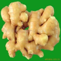 Ginger