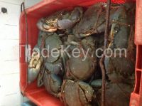 Live Mud Crab - Sri Lanka