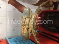 Live Mud Crab - Sri Lanka