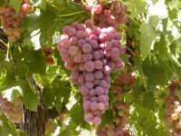 Grapes