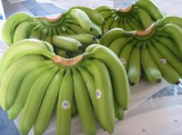 ORGANIC Banana Cavendish