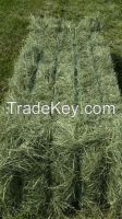 Rhodes Grass