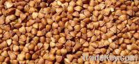 Roasted buckwheat kernel