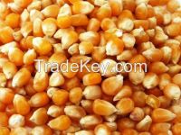selling Raw maize yellow corn (grains)