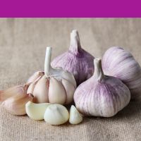 First grade pure white fresh garlic
