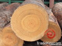 Southern Yellow Pine Saw Log