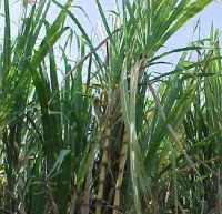 Fresh Sugar Cane