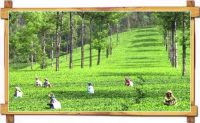 Garden Fresh Assam tea