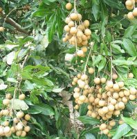 longan