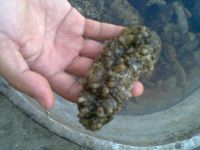 Sea Cucumber