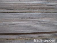 EUCALYPTUS PLYWOOD