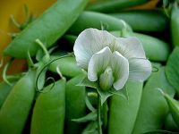 Sugar snap peas