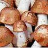 https://fr.tradekey.com/product_view/Agaricus-Brunnescens-74116.html