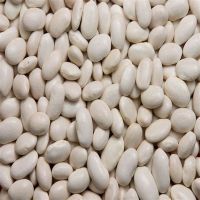   WHITE BUTTER BEANS FOR SELL